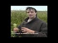 Robin tells us about meadowsweet Meadowsweet