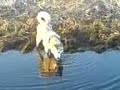 Alaskan Malamutes first swim in her life