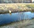 Alaskan Malamute video