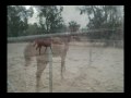 RHR Maxime ~ My horse ~ Nara by E.S.Posthumus
