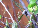 Male Anna's Hummingbird, fledgling, preening