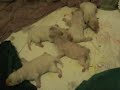 More Haidas puppys
