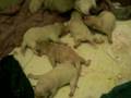 More Haidas puppys