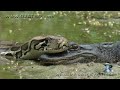 Click here to watch this video Pythons at Alligator Pond 09 - Dangerous Animals in Florida