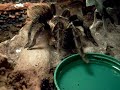 Lunch time for Brachypelma vagans Bird spider. Lunch time for Brachypelma vagans Bird spider.