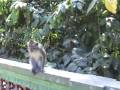 Monkey style
