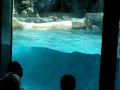 backflipping polar bear