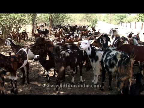 rajasthan goat farming - Nana is a village in the Bali, India tehsil of Pali District of the Rajasthan state in India. It is located three kilometres from the railway station of the ...
