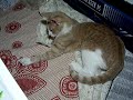 ボール猫動画
