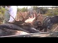 07 cape breton mikmaq moose hunt 3