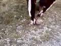 videos de Selfmade Silvesterbombe