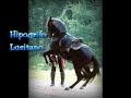 Lusitano Profile of Piaffe and Passage