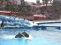 Tenerife - Delfini la Aqualand - videoclip