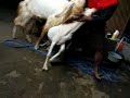 perkawinan kambing