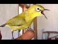 Masteran Pleci Gacor Tembakan Kenari