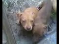 Pit Bull red nose puppies