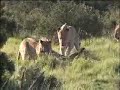 Shamwari: A Wild Life - Episode Six Preview: Ranger Julius close encounter with lions Shamwari: A Wild Life - Episode Six Preview: Ranger Julius close encounter with lions