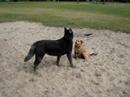 Dido and friends
