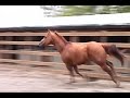Caballo Cuarto Milla