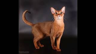 average size of abyssinian cat
