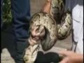 150,000 Snakes loose in Florida - Python Search