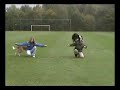 dogs & kids dancing