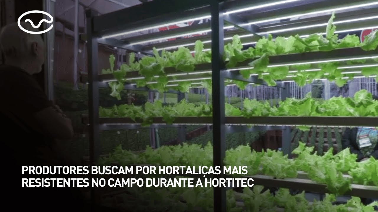Produtores buscam por hortaliças mais resistentes no campo durante a Hortitec
