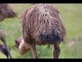 La r�serve de Beaumarchais