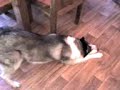 dogs doin tricks :) dogs doin tricks :)