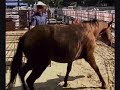 in a whisper josh lyons pat parelli c cameron horse training