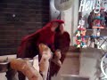 Parrot-Beatbox-Danci