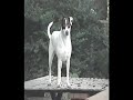 Praire dog cat dog