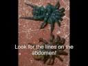 Spider taxonomy