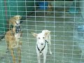 Perreras temporales, perros que esperan su hogar