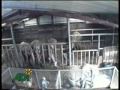 la violencia y abuso contra animales en circos sudamericanos
