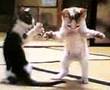 Chat Yechtah Bel Kalb
