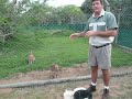 Rys karakal a jeho vysoký skok