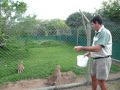 Caracal Have Impressive Jumping Skills