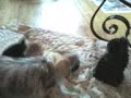 talking-dogz-by-lola