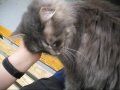 Elfie the Lap Cat
