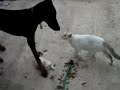 Cat Protects Kitten From Doberman