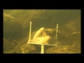 Murray River crayfish interacting with baited camera ...