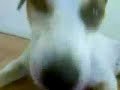 Fast breathing dog