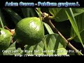 Asian Guava Fruit Tree Asian Guava Fruit Tree