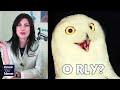 Know Your Meme: O RLY?
