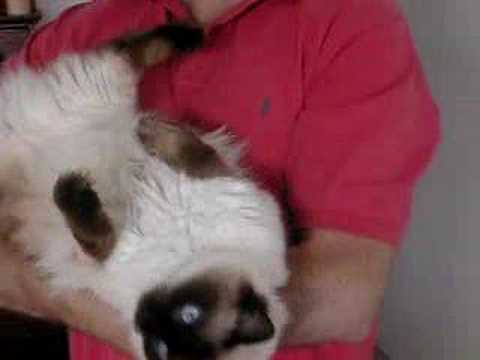 Ragdoll Videos 0 Ragdoll Videos