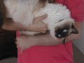 my-ragdoll-cat-max.html