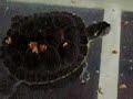 Terrapin Devours Dinner