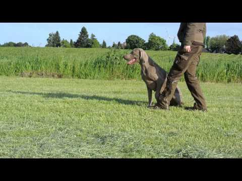 how to train weimaraner