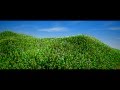Lekgrass flowers